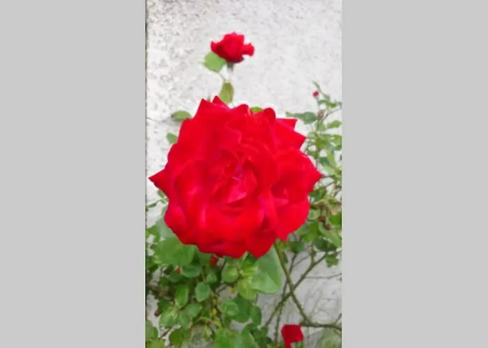De La Campagne Au Mont-saint-michel Hébergement de vacances